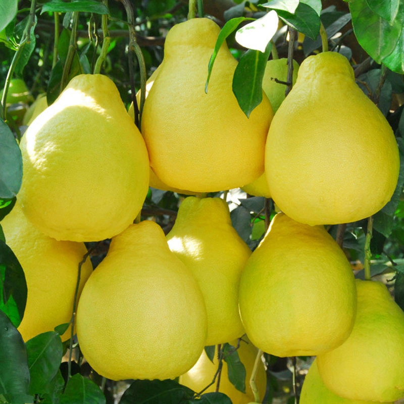 Hot vender miel pomelo fresco chino nueva cosecha de fruta fresca Pomelo de máxima calidad con precio al por mayor