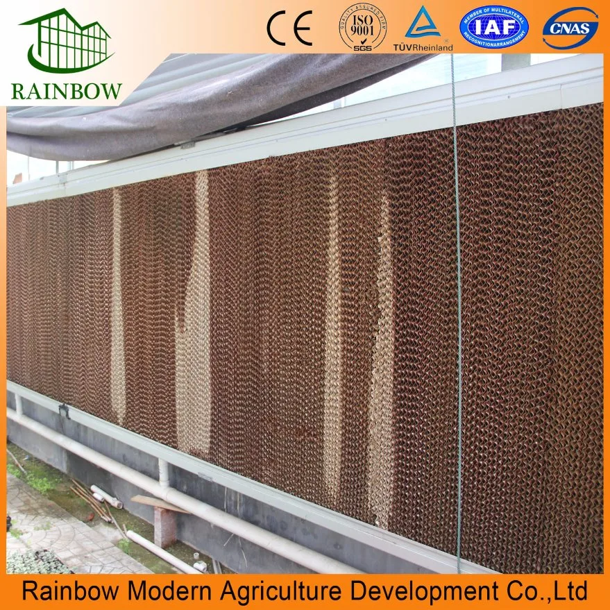 Cheap Arch Type Film Tomato Greenhouse for Tropical Region