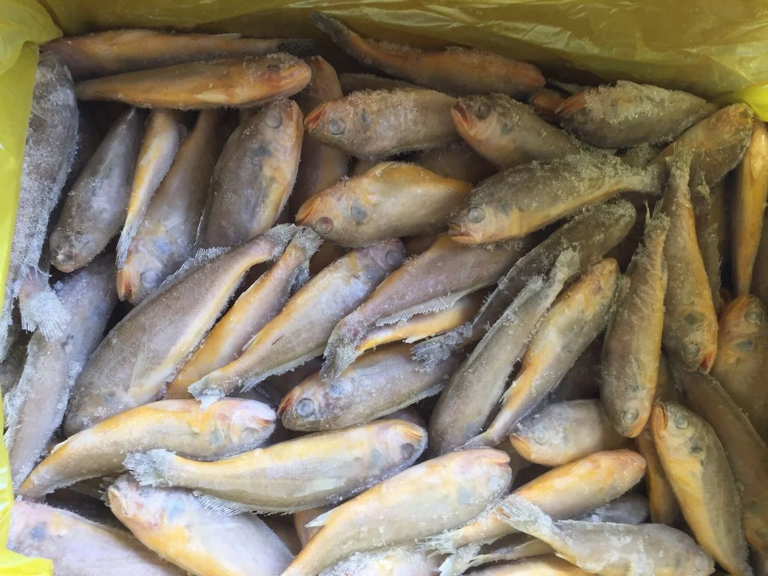 Frozen China Yellow Croaker Fish