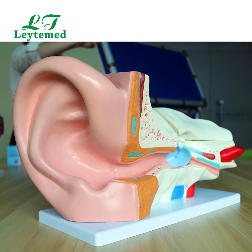 LTM303A Новый тип ПВХ Giant Ear Модель для медицинского Tranning