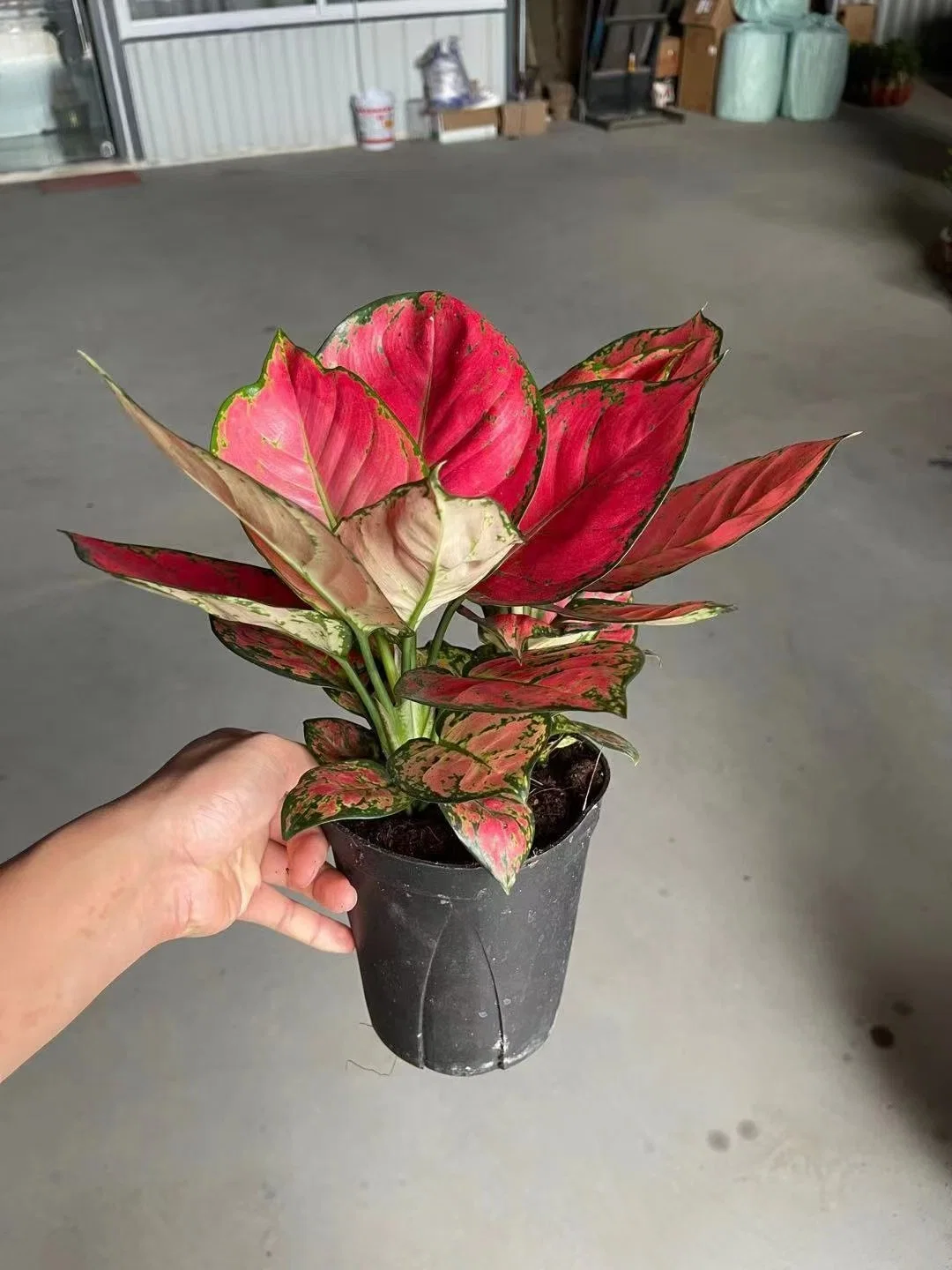 Aglaonema Red Beauty Ornamental Plant All Kinds of Aglaonema for Sale