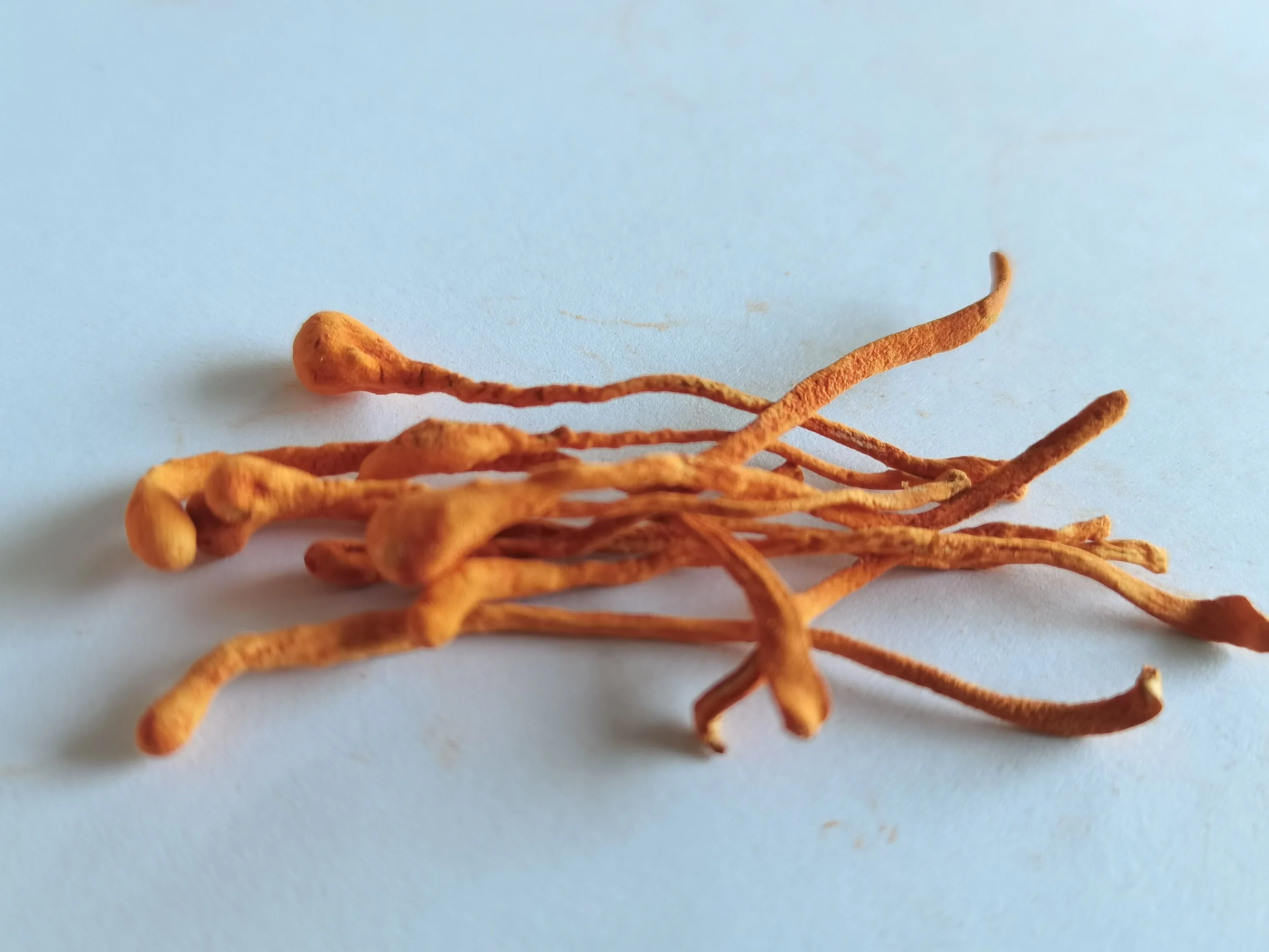 Drying Cordyceps Mycelium Dry Goods at Low Temperature