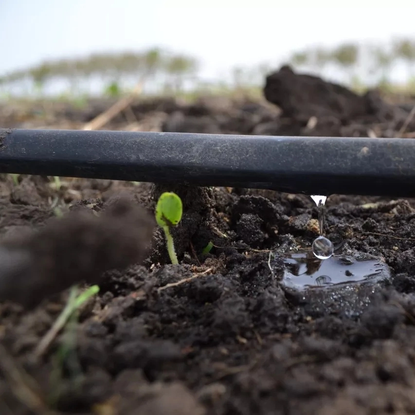 Agricultura Irrigaiton Regando pingos tubos de irrigação para plantio