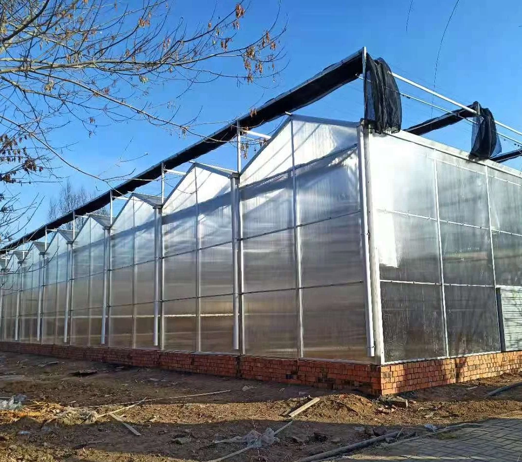 WMGH005 Multi-span polycarbonate green house vegetable greenhouse for tomato