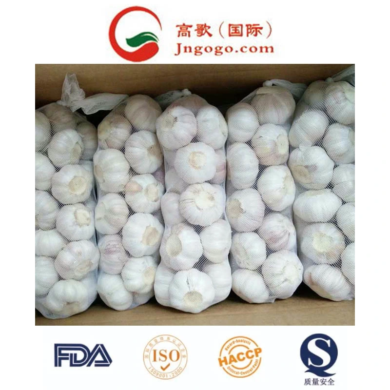 Export Good Quality Fresh Chinese Garlic Fresh Vegetables Fresh Garlic