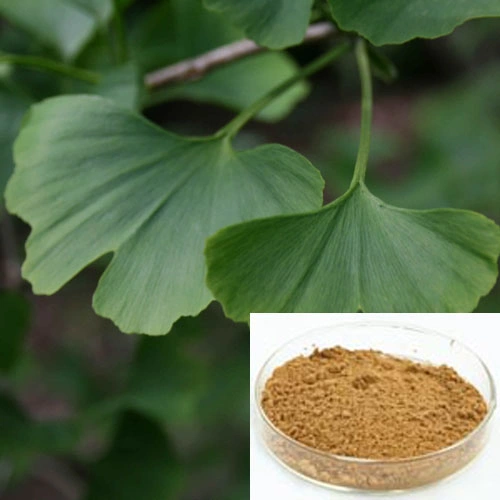 Magasin en vrac extrait de Ginkgo Biloba pour protéger la santé des vaisseaux sanguins