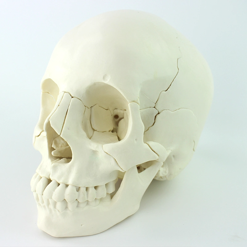 Kit de ensino de crânio Skeleton 22 modelos humanos de ossos individuais com Tamanho natural de PVC