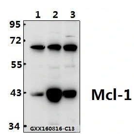 Mcl-1 (S121) anticuerpo policlonal