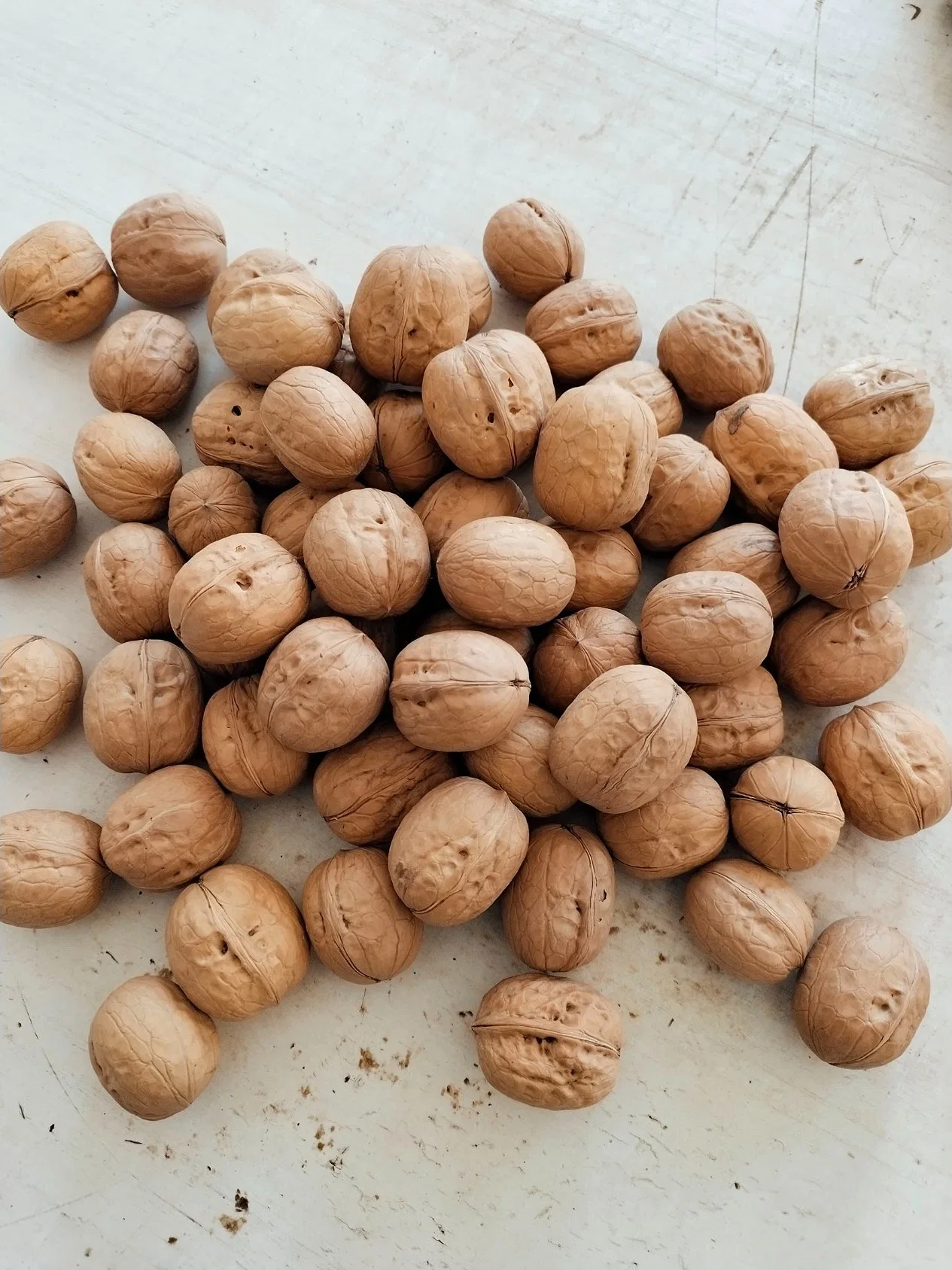 Chinese Xinjiang Paper Shell Raw Walnuts with Low Price