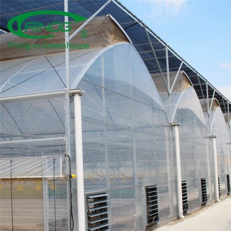 High Efficient Multi-span Film Greenhouse With Hydroponic Growing System
