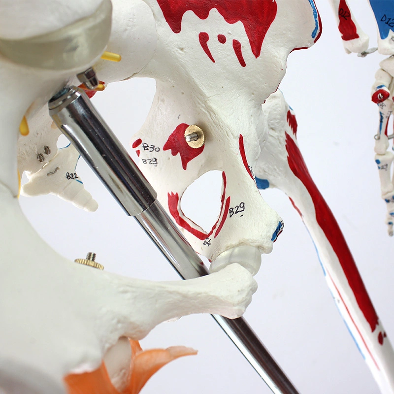 Medical Teaching Models Science Models Human Skeleton with One-Side Painted Muscles of PVC