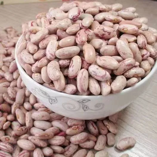 Xinjiang Pinto Bean New Crop Light Speckled Kidney Bean Long/Round Shape