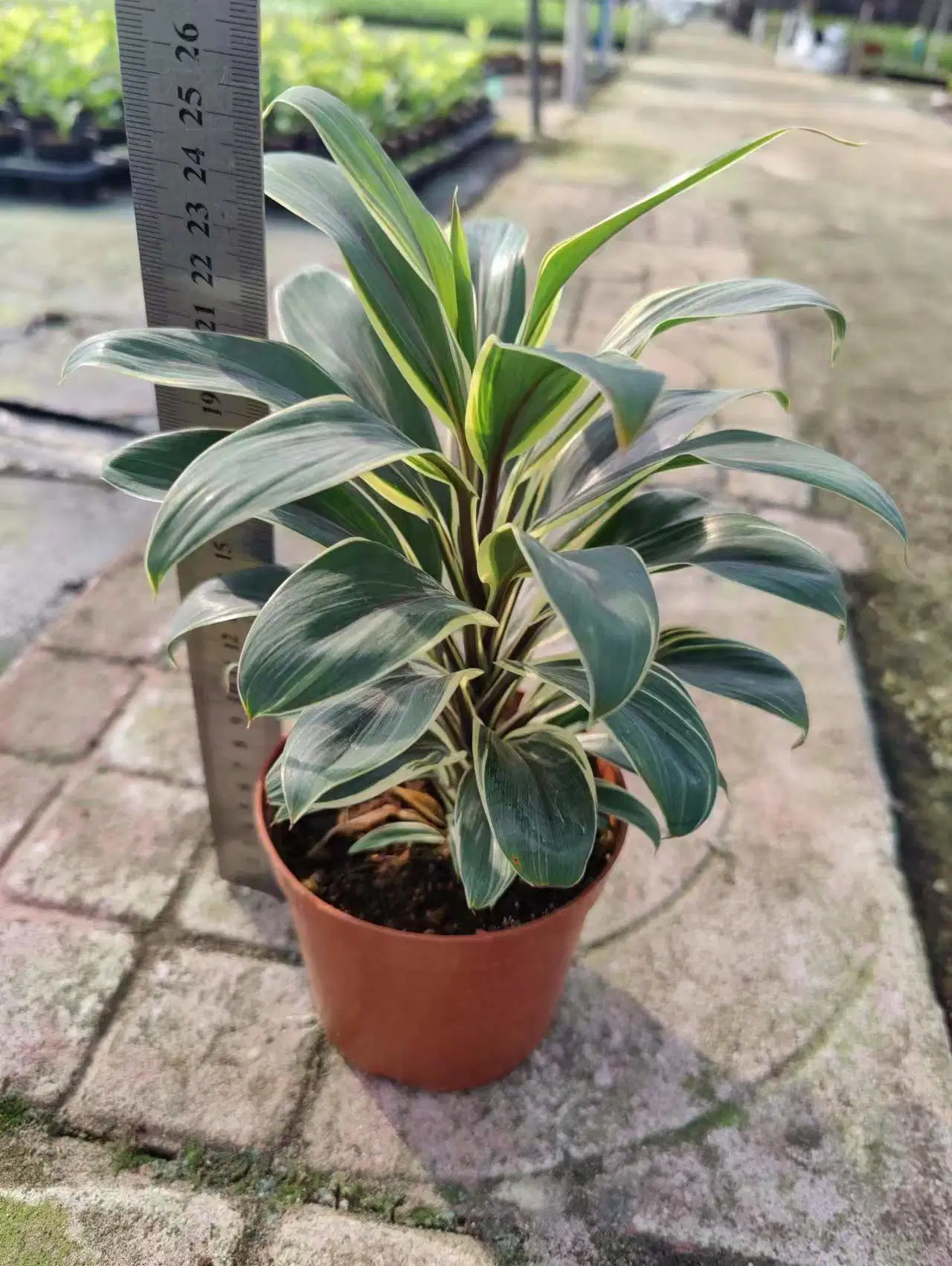 Кофе Cordyline компактов лоток растений с использованием техники культуры тканей растений в режиме реального времени