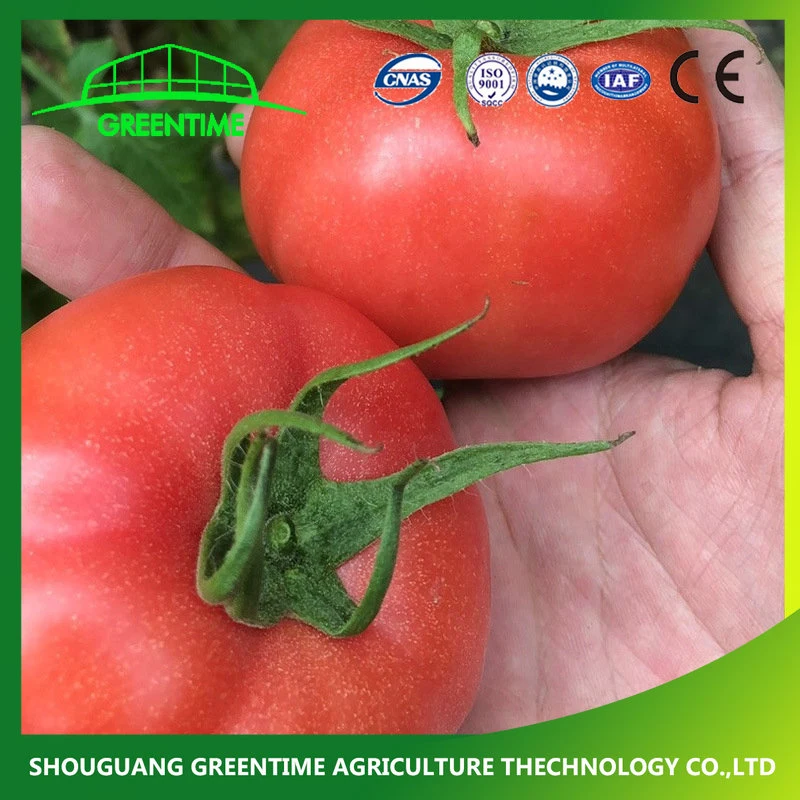 China Company High Yield Tomaten Samen Wachstumstyp Frucht Cracking Widerstand