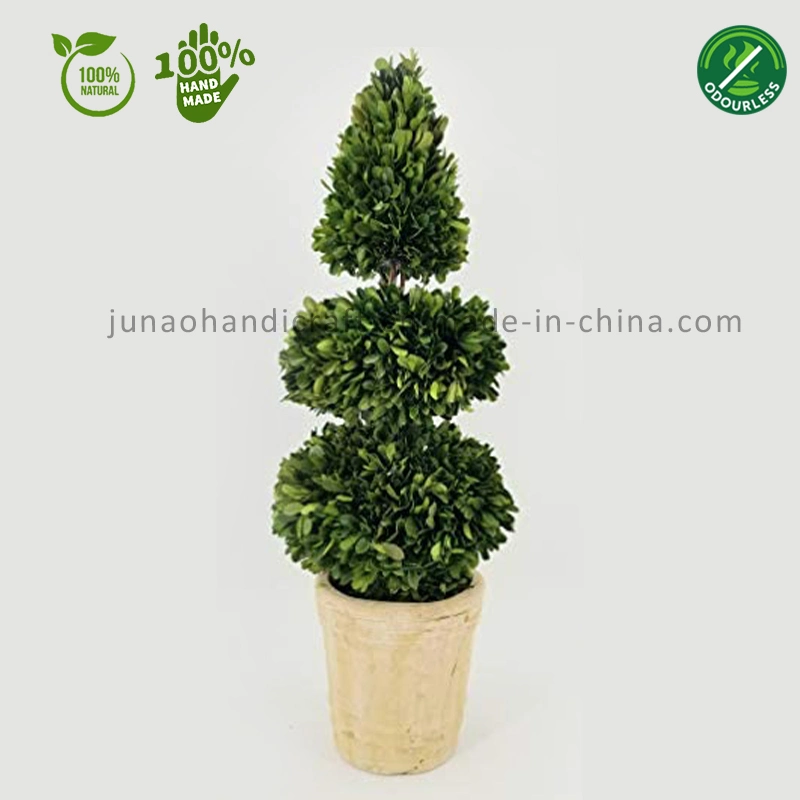 100% Natural Preserved Boxwood Cone Ball Tree Topiary Interior Landscape Static Beauty