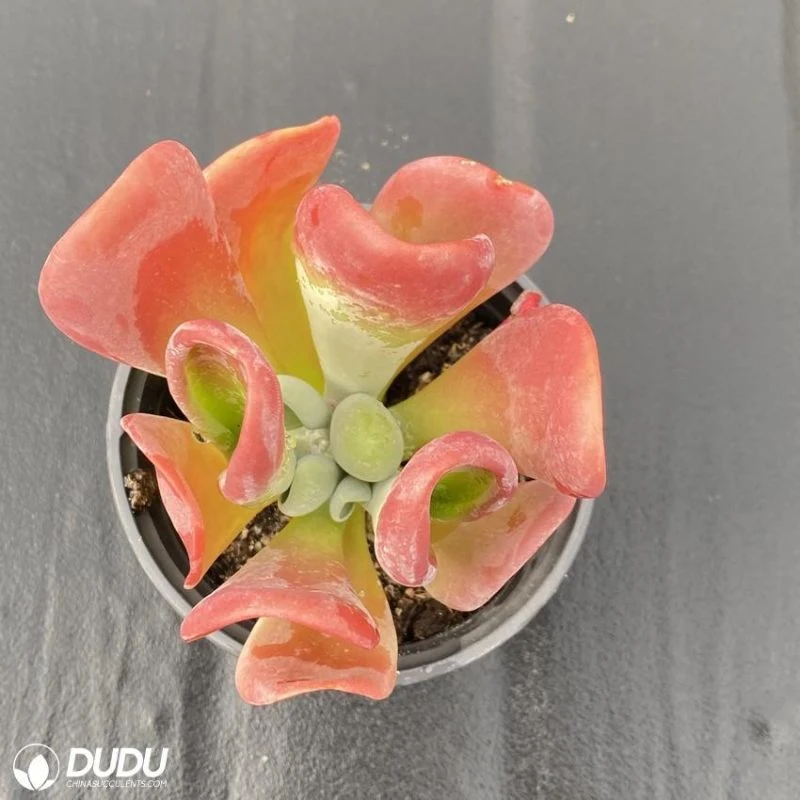 Dudu Hot Sale Mini كل النجوم Echeveria Fire FoxNatural Live النباتات التي تمتص