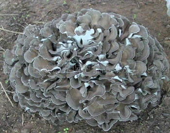 Maitake Mushroom Extract 10% Polysaccharides for Fucntional Food