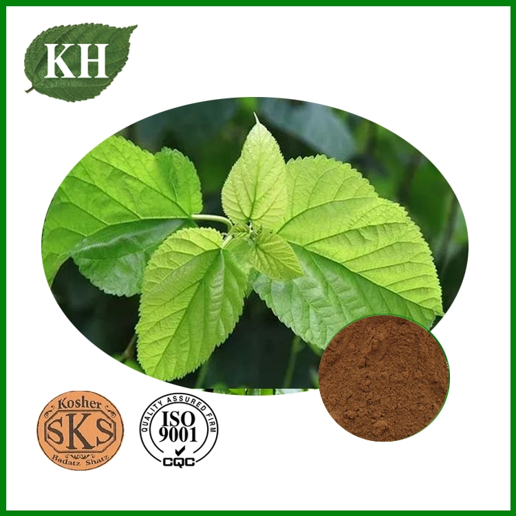 Eucommia Leaf Extract 98% Chlorogenic Acid