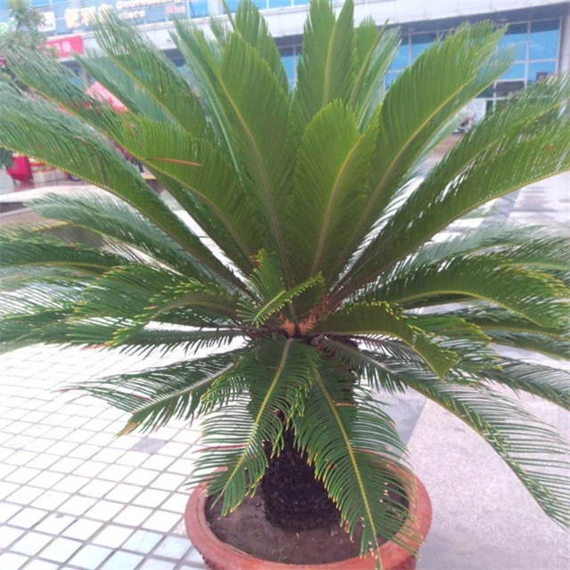 Su tie Bulk ornamental plants evergreen ornamental tree seeds cycad seeds for planting