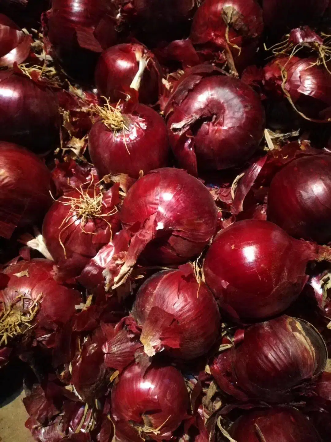 2020 New Fresh Onion Wholesale Price From China High Quality