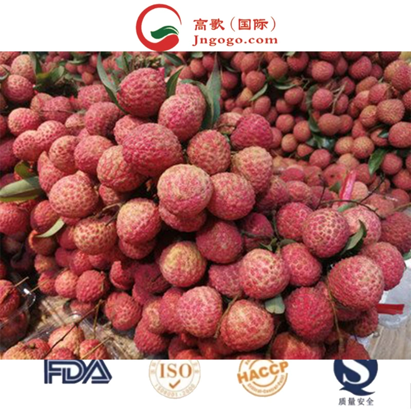 Chinese Fresh Litchi Lychee Fruit for Export