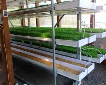 Hydroponic Nft Microgreen Fodder System Plastic Tray for Wheat Crops