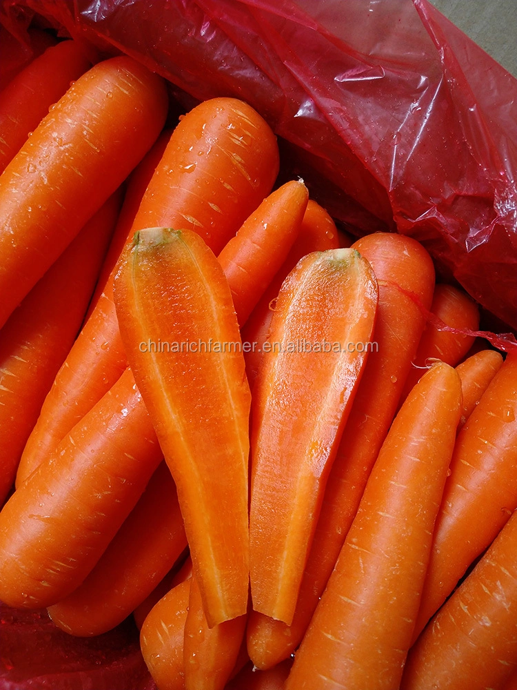 New Crop Shandong Carrot Just Harvest