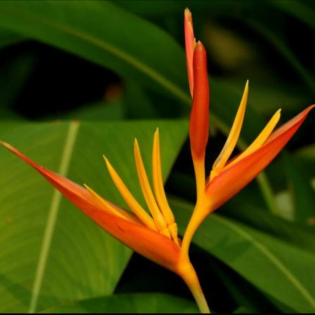 Heliconia Subulata plantas Real