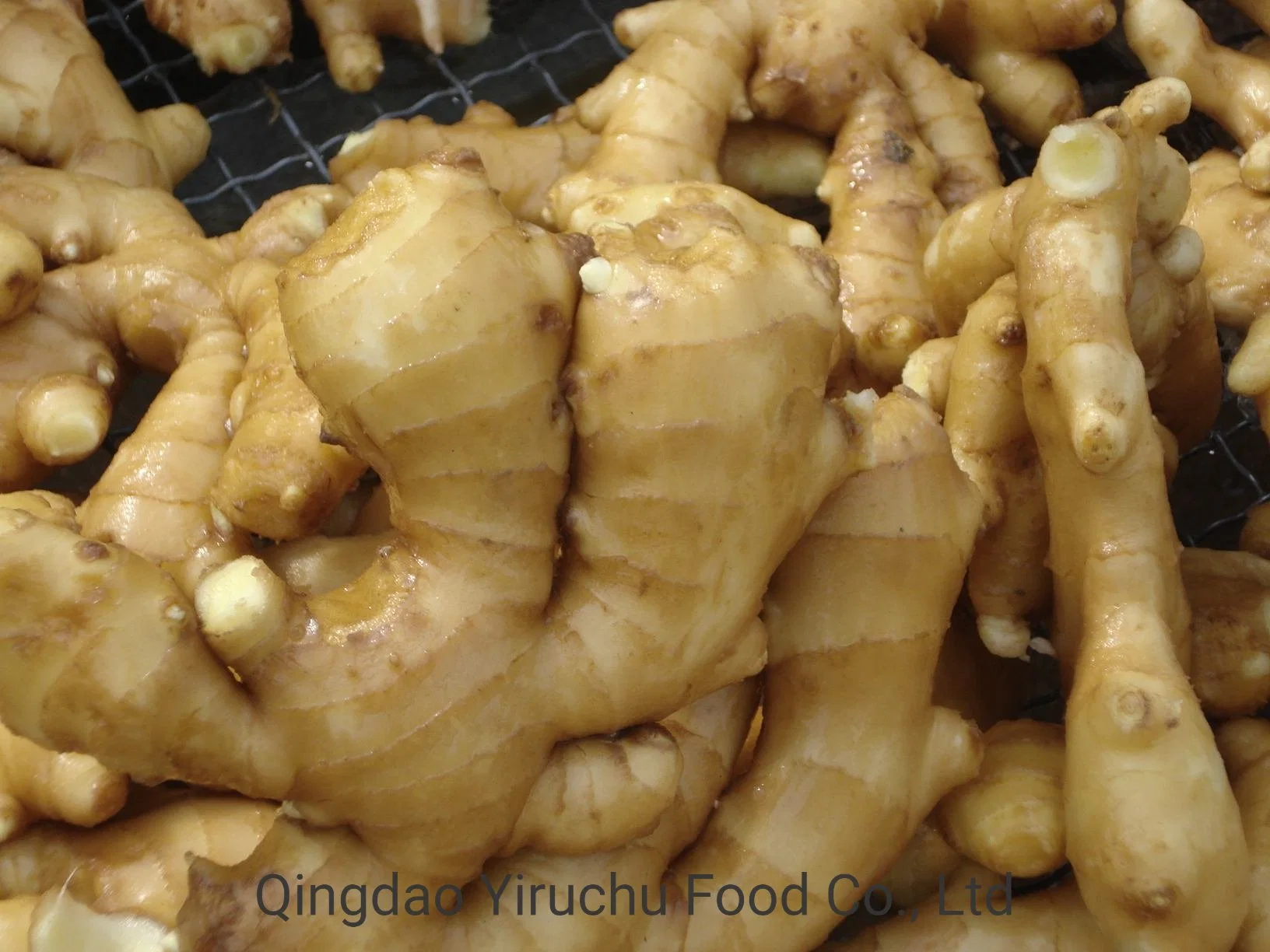 High quality/High cost performance  Fresh Ginger Market Price Per Ton of Wholesale/Supplier China Shandong Exports