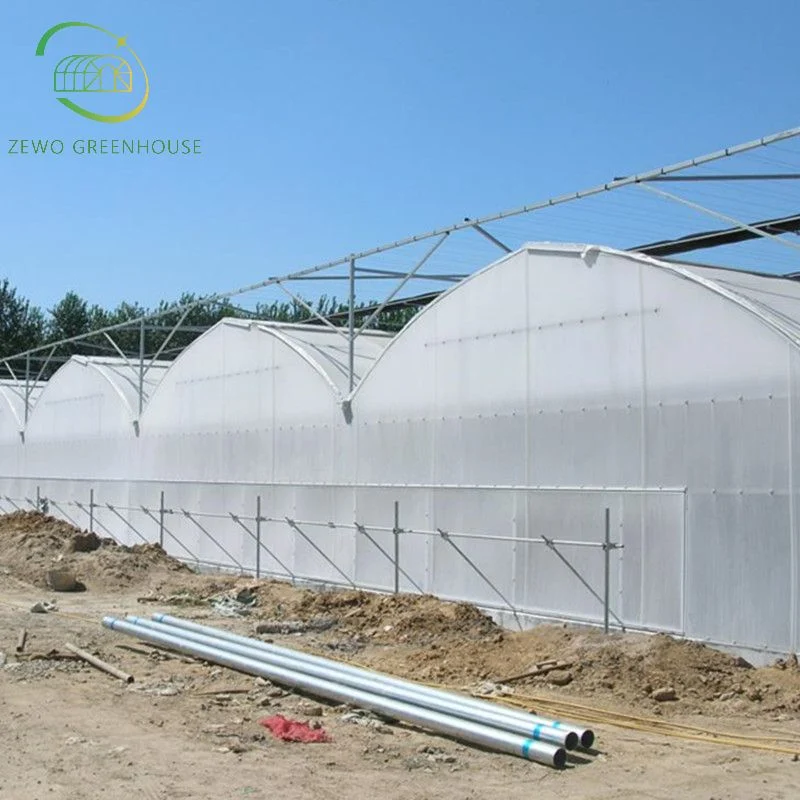 Casa Verde Agrícola Multi-Span invernadero de policarbonato con sistema de plantación hidropónico Para Tomato