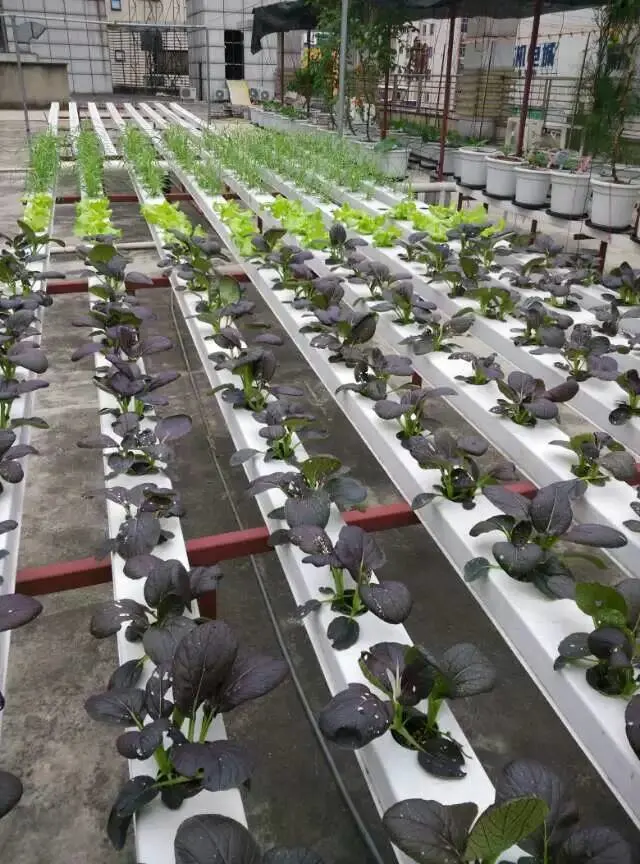 أيروبيرونيكس Nft Hydroponic المتنامية النظم الحديقة العمودية الرئيسية