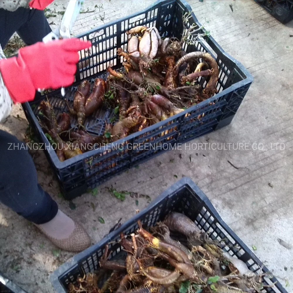 Le Ginseng d'arbres greffés Ficus Ficus Bonsai en provenance de Chine