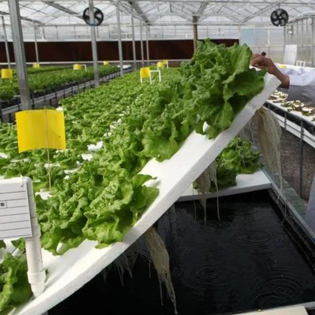 Hot-Galvanized Flowers Green House Agricultural with Plastic Film