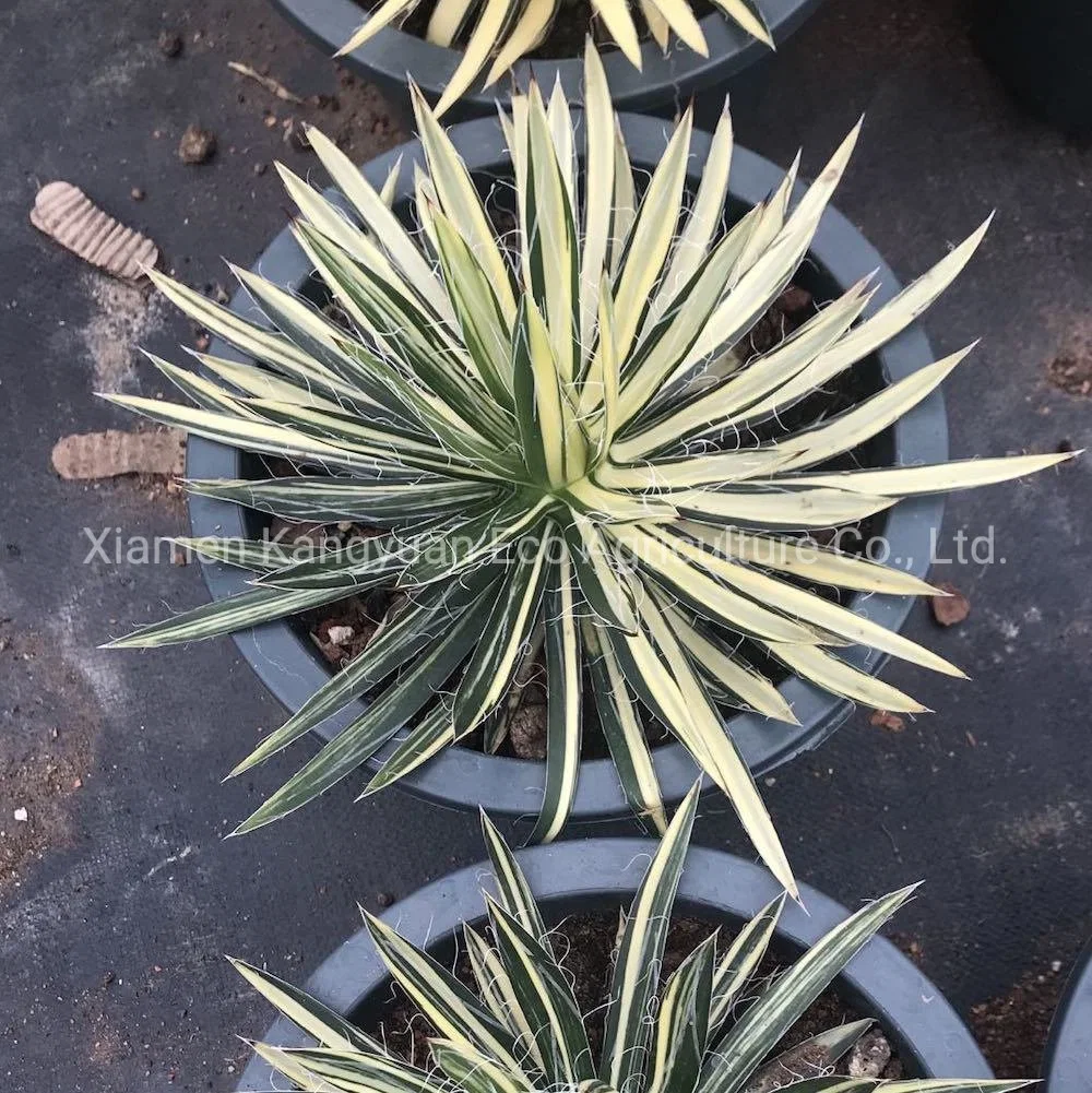 Plantas suculentas raras y naturales Agave