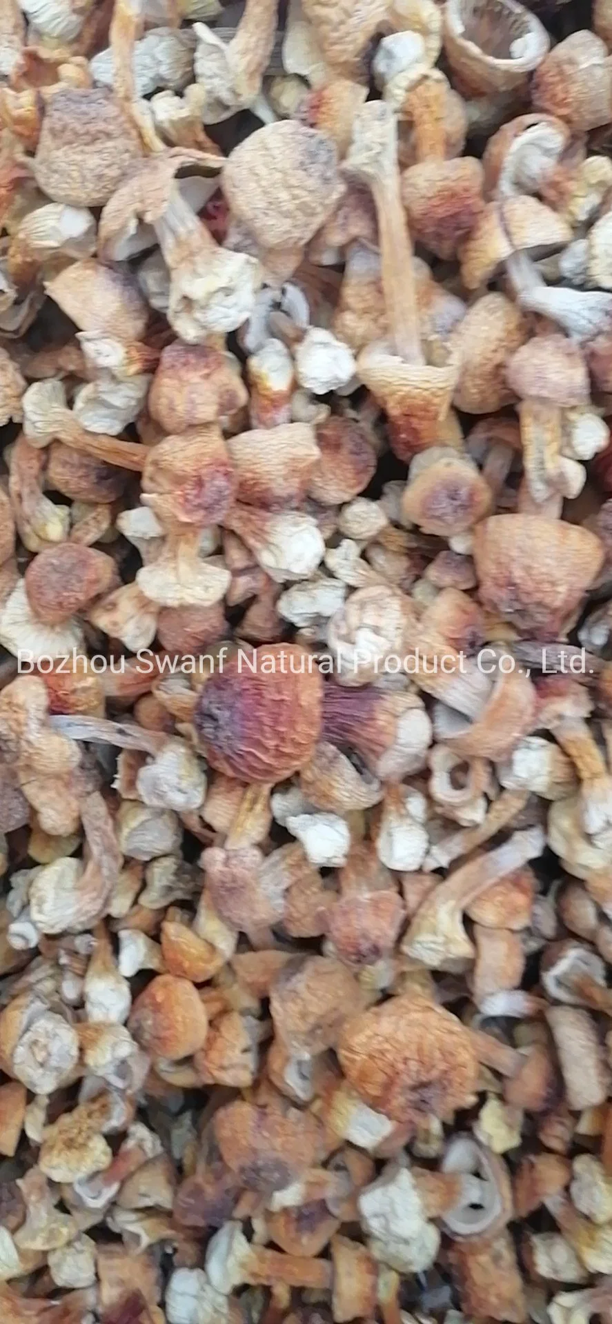 Wholesale/Supplier Dried Raw Natural Almond Mushrooms Agaricus Blazei Mushroom for Sale