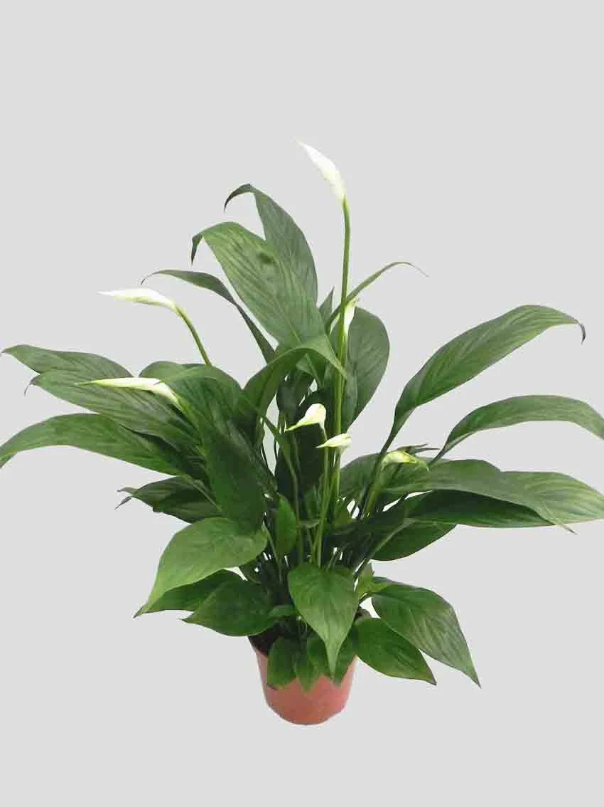 Spathiphyllum Mojo Blühende und Foliage Junge Pflanzen