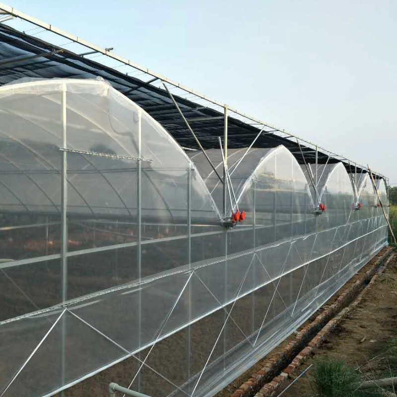 Xinhe Professional Manufacturers Plastic Film Small Tomato Multi-Span Greenhouses for Sale