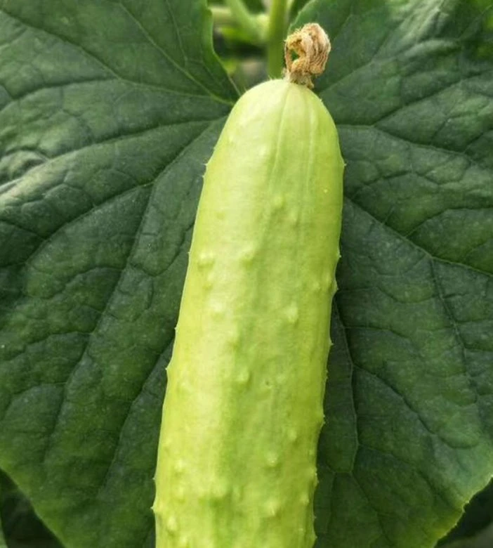 Heat Cold Strong Disease Resistance Spikes Cucumber Seeds for Planting