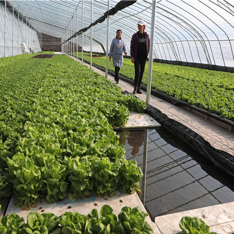 Agriculture Film Sheet Greenhouse with Innovative Hydroponic Technology