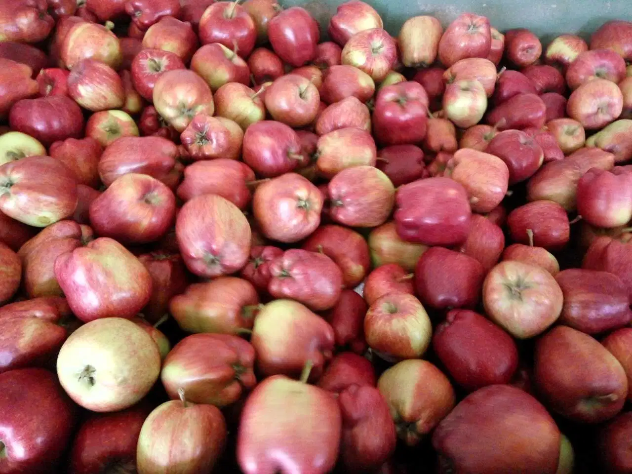 Frische chinesische rote Sterne Äpfel mit 17/18/19/20kg Karton