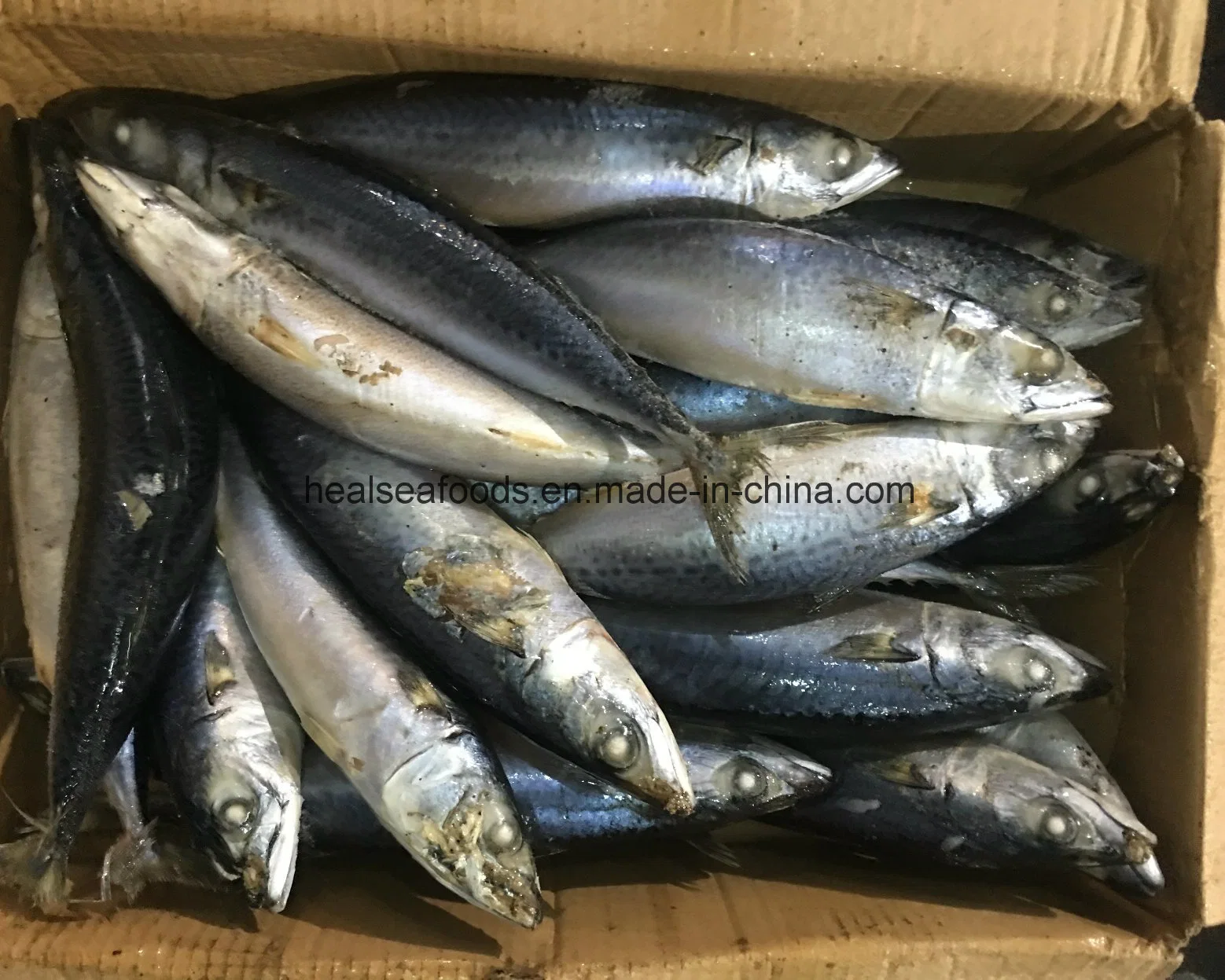 Best Frozen Pacific Mackerel with Factory Price