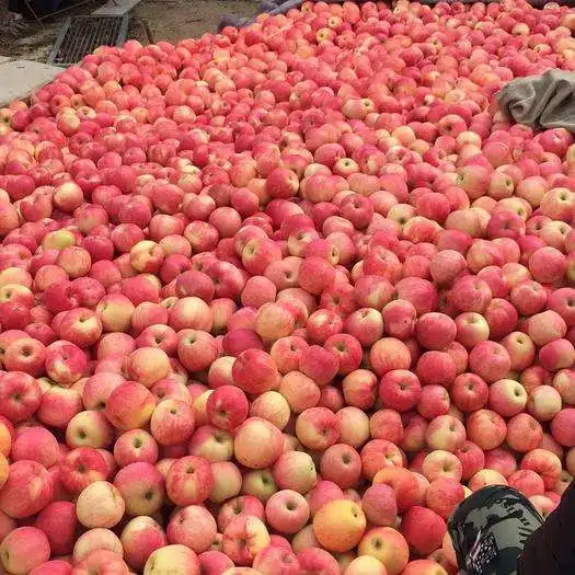 New Crop Jiguan Apple for Bangladesh