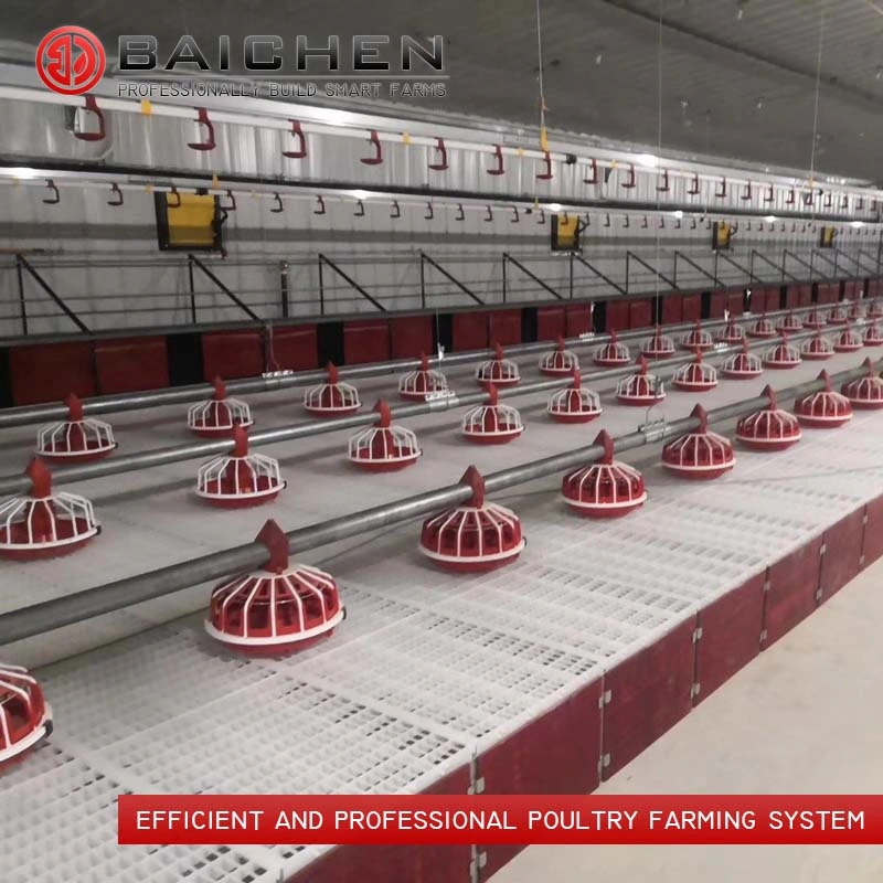 Poultry Automatic Chain Feeding System for Breeder for Laying Hens