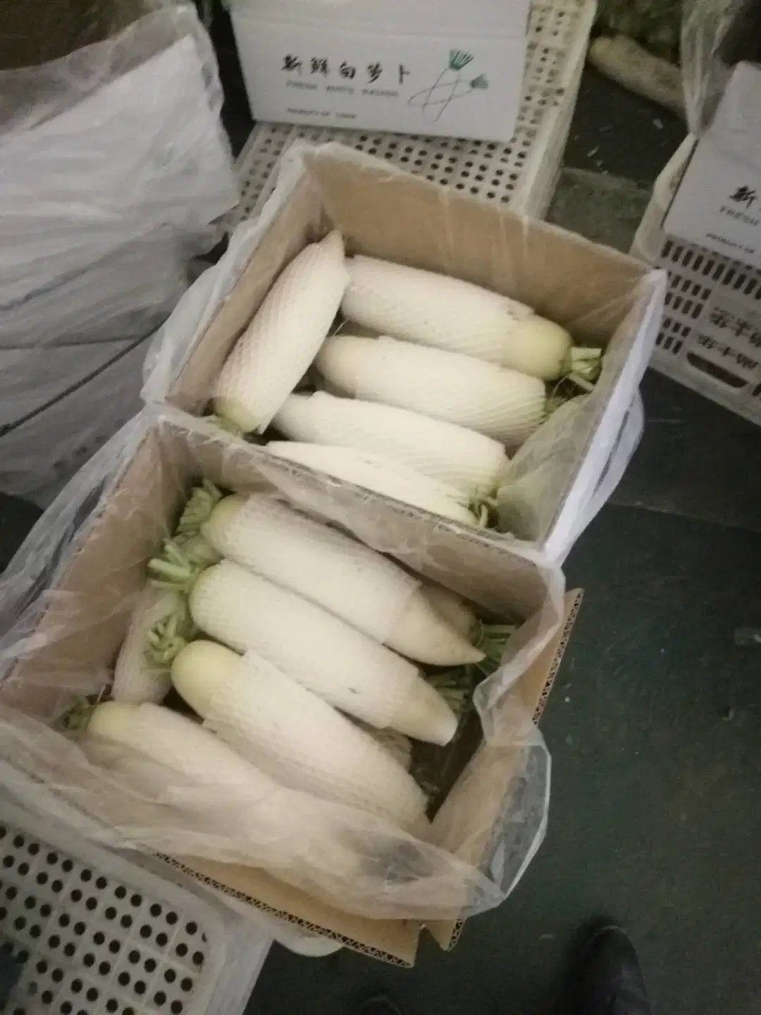 Laiwu Manhing Good Quality Chinese White rabanete