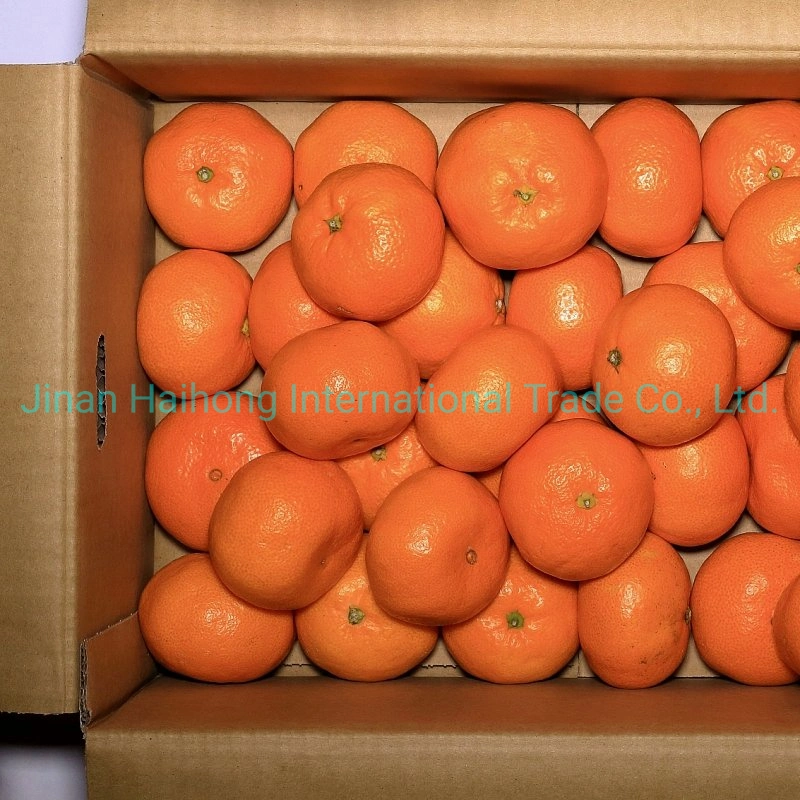 Regular Supplier for Fresh Mandarin Orange in China