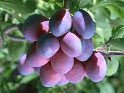 Natural Organic Dark Plum Fruit Extract