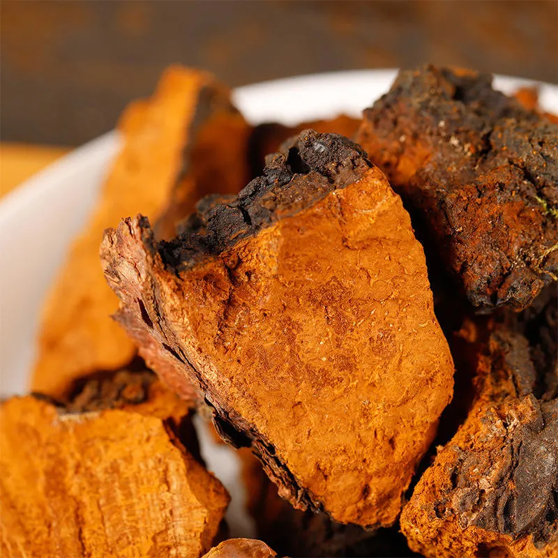 Suprême Inonotus sec Obliquus Chaga Champignons séchés Chaga ensemble