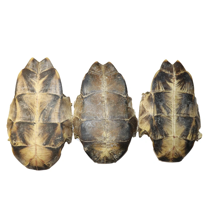 Guiban Make You More Healthy Products Tortoise Plastron