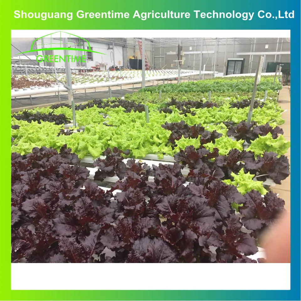 Industrial Vertical Type Complete Hydroponics Growing System for Soiless Agriculture Vegetable