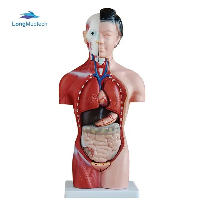 Medizinisches Zubehör menschliche Lehre 42cm 15 Teile Torso-Serie Modell